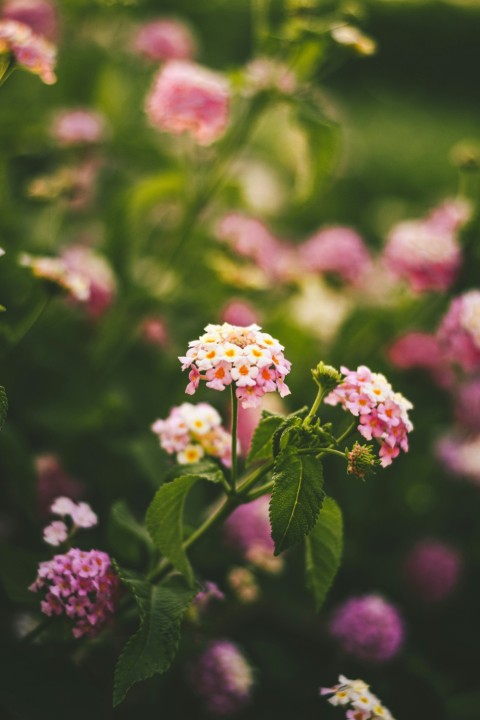 a close up of some flowers