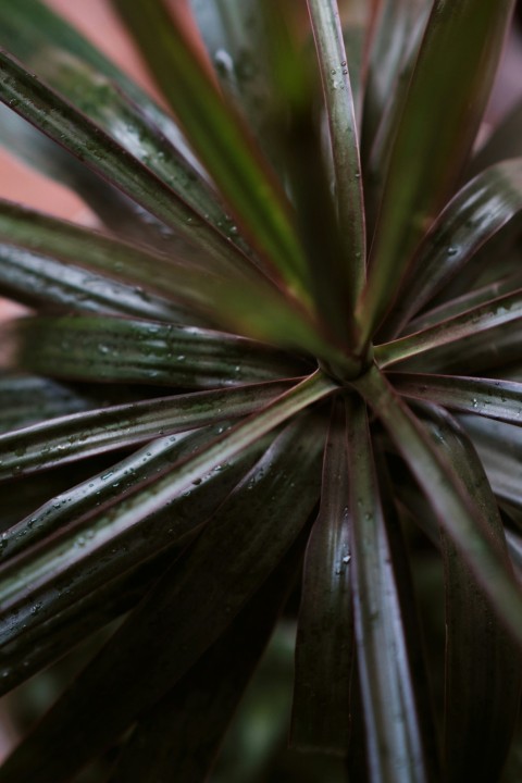 green plant with water droplets