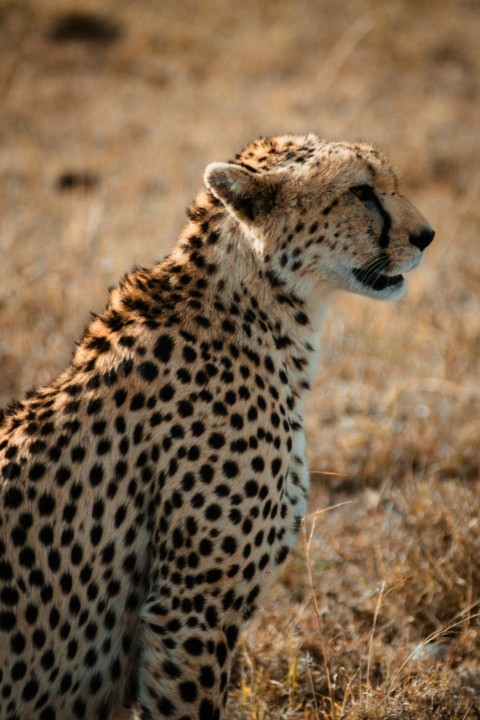 cheetah on brown grass field during daytime