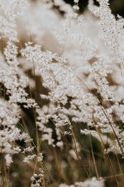 a bunch of white flowers in a field