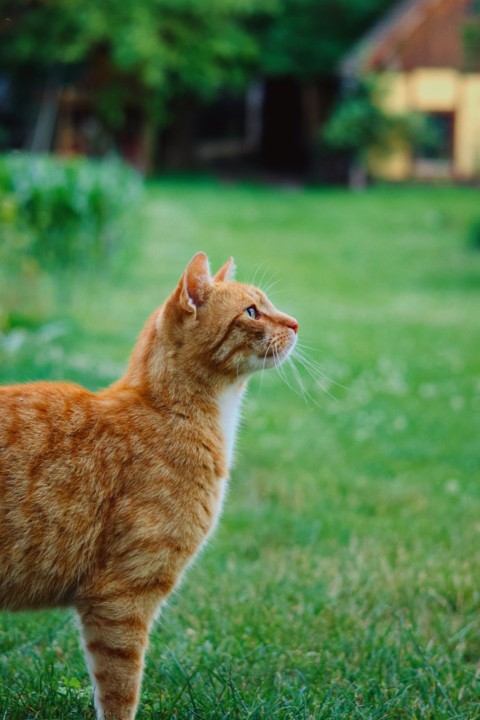 an orange cat standing on top of a lush green field