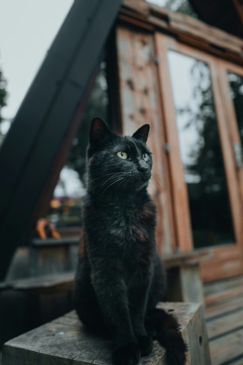 a black cat sitting on top of a wooden bench c