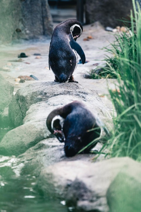 a couple of penguins are standing on some rocks