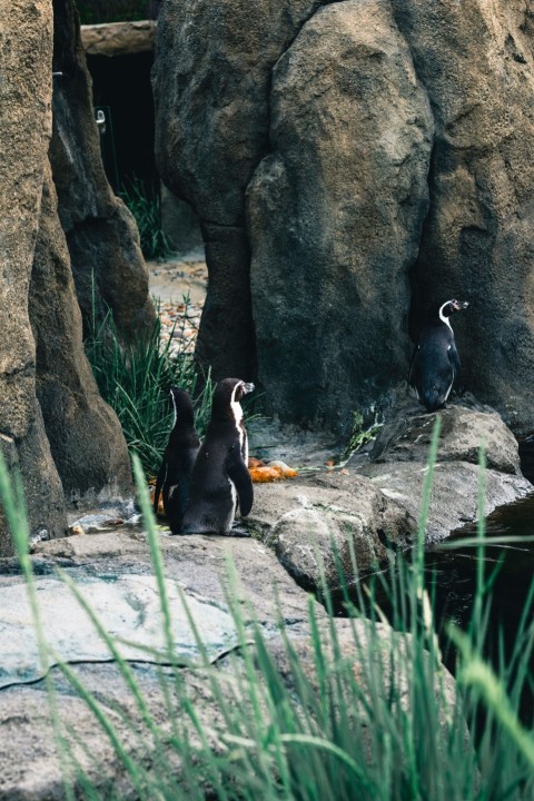 a group of penguins sitting on top of a rock