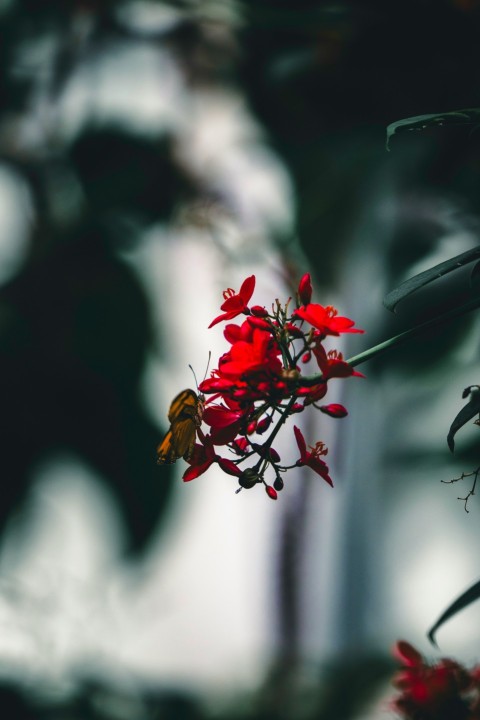 a red flower with a blurry background