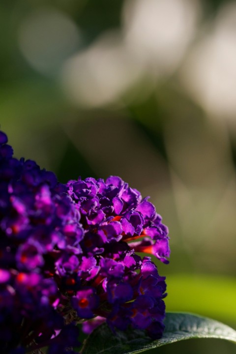 a purple flower with green leaves in the background