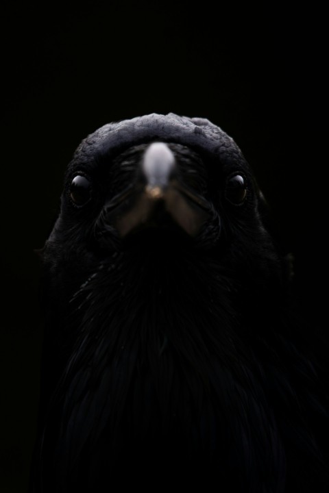 a close up of a black bird on a black background