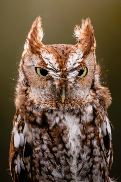 a brown and white owl