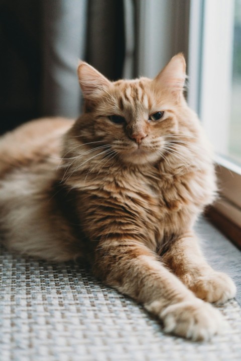 a cat laying on the floor next to a window x