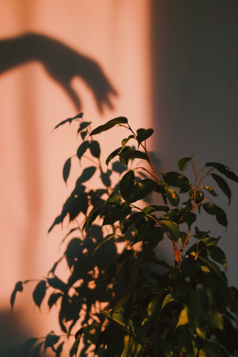 green plant in brown pot