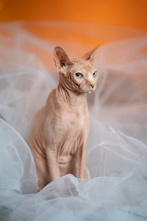 a cat standing on a bed b