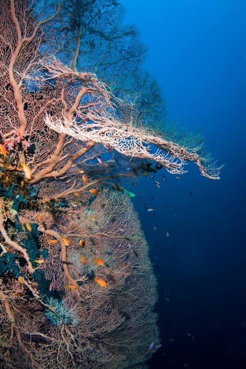 a group of fish swimming in water