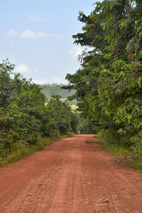 a dirt road surrounded by trees and bushes