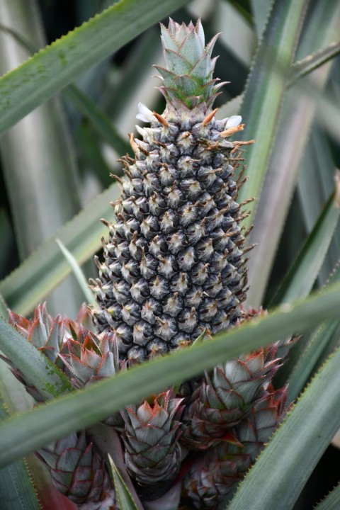 a pineapple growing in a pineapple tree