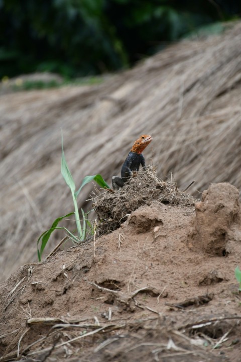 a small bird sitting on top of a pile of dirt