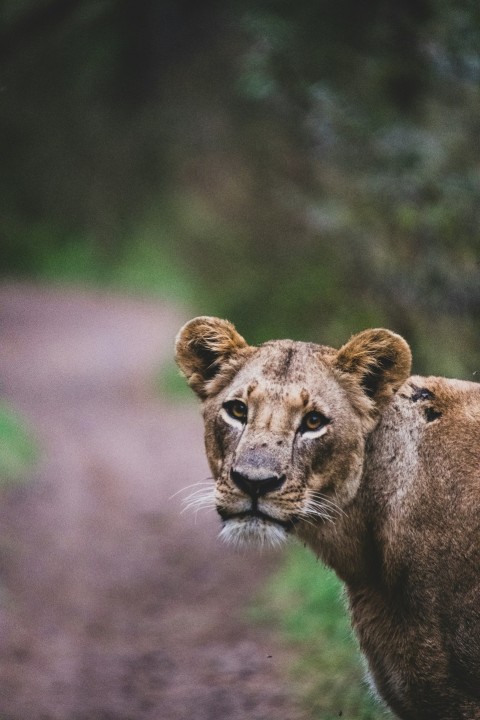 lioness near trees Fkvto