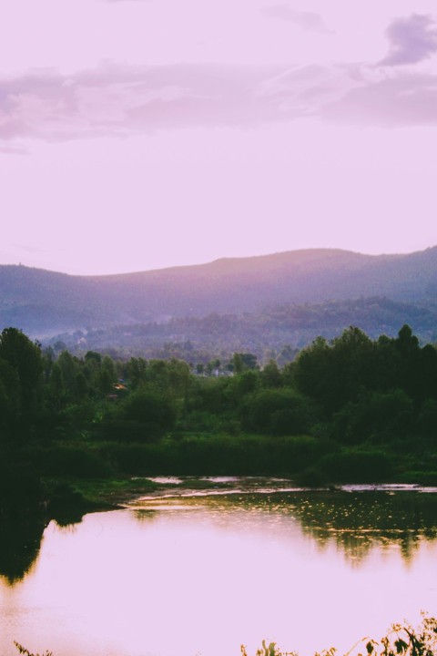 green trees near lake during daytime