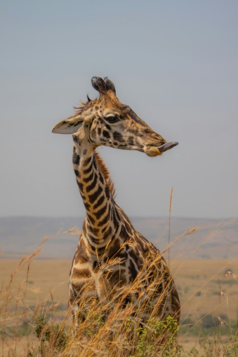 a giraffe standing next to another giraffe in a field