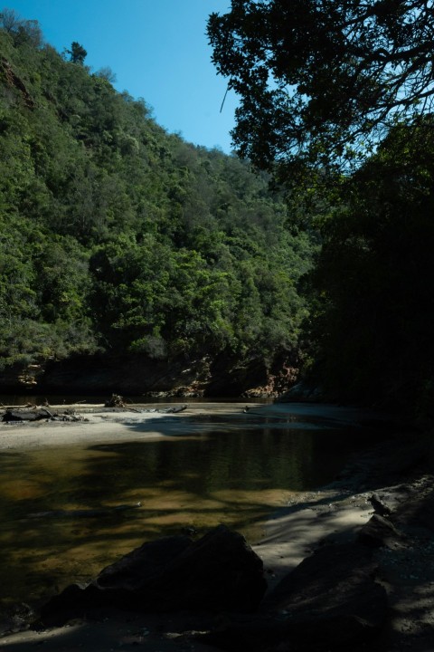 a river running through a lush green forest