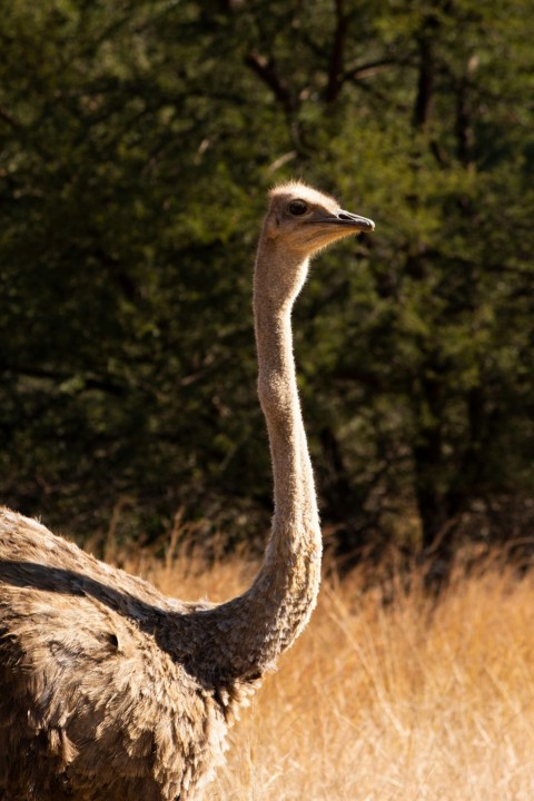 a bird standing in a field