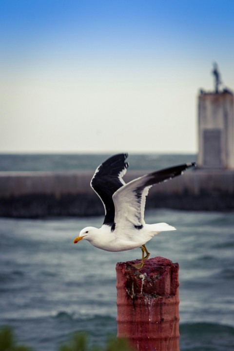 white and black bird on brown wooden post during daytime