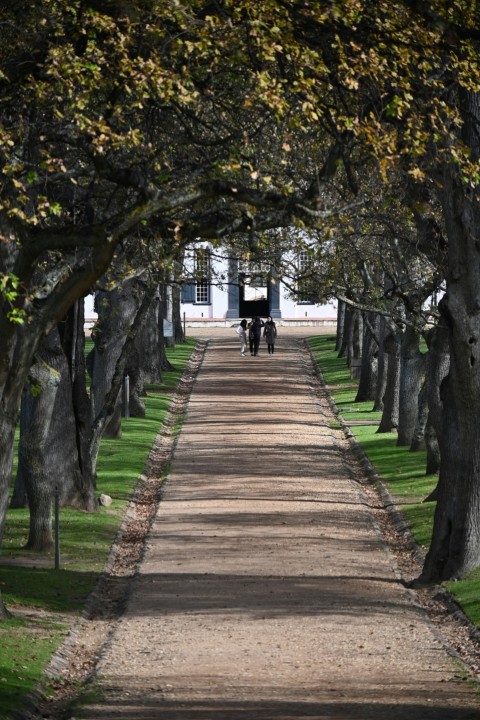 a path with trees on either side