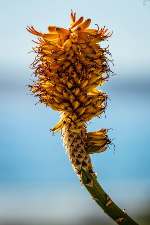 a close up of a flower on a stalk