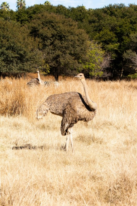 a group of animals in a field