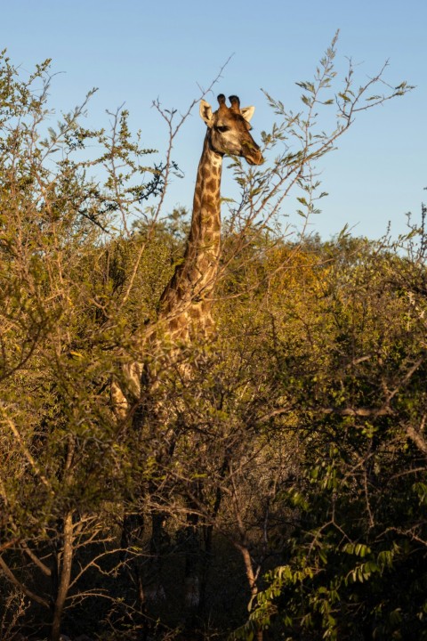 a giraffe standing in the middle of a forest