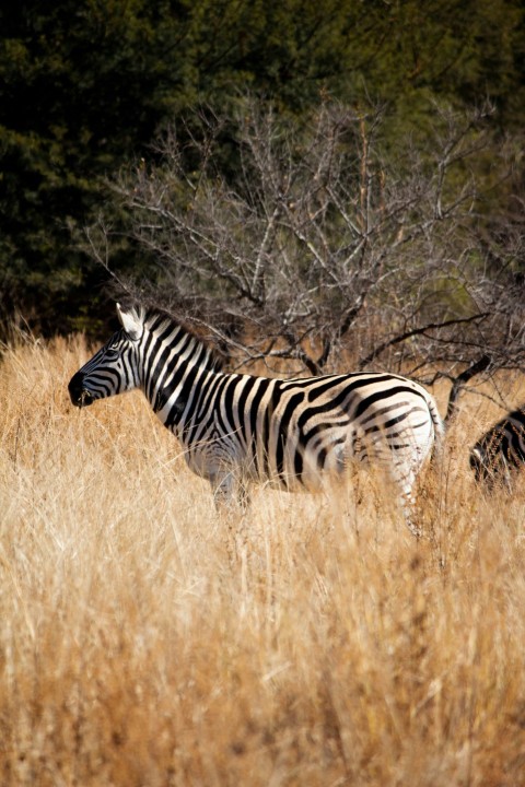 a zebra standing in a field