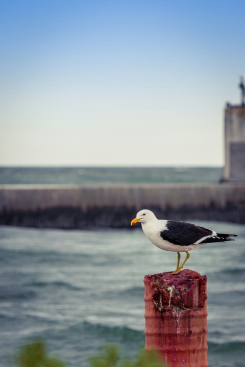 white and gray bird on red concrete post