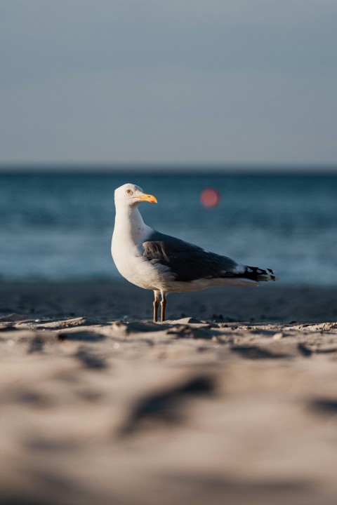 a seagull standing on a beach near the ocean