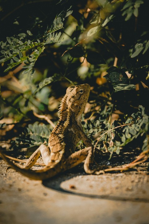 a small lizard is sitting on the ground fG