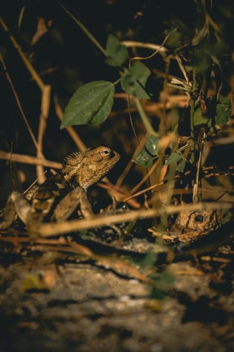 a small lizard sitting on the ground in the grass