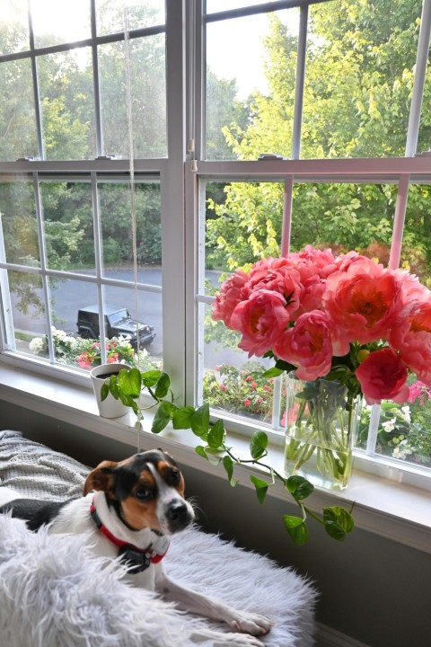 a dog laying on a bed in front of a window