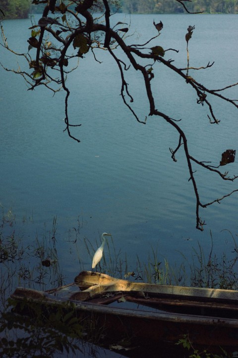 a white bird sitting on the edge of a body of water