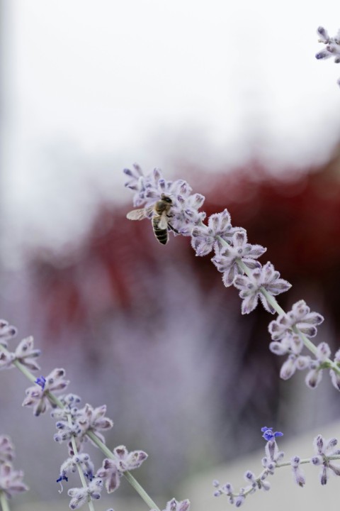 a close up of a flower with a blurry background