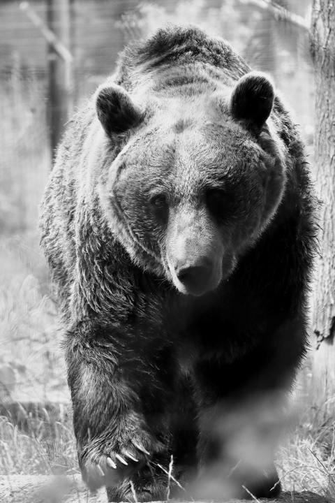 a black and white photo of a brown bear