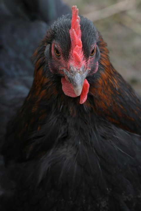 a close up of a chicken with a red comb