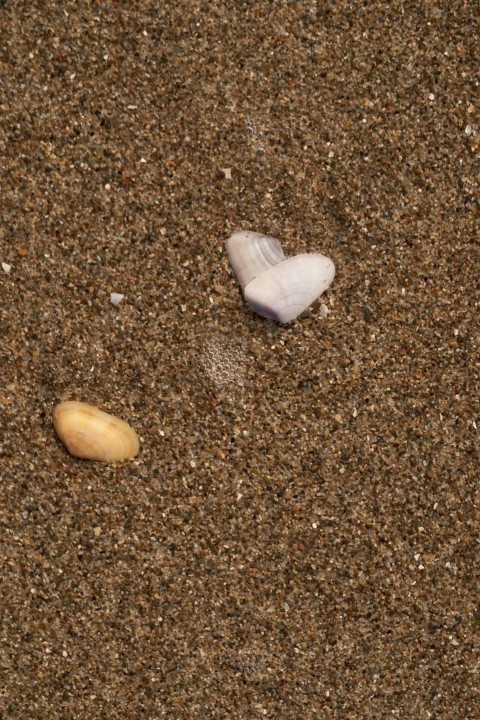 two seashells on the sand of a beach nIqArxh