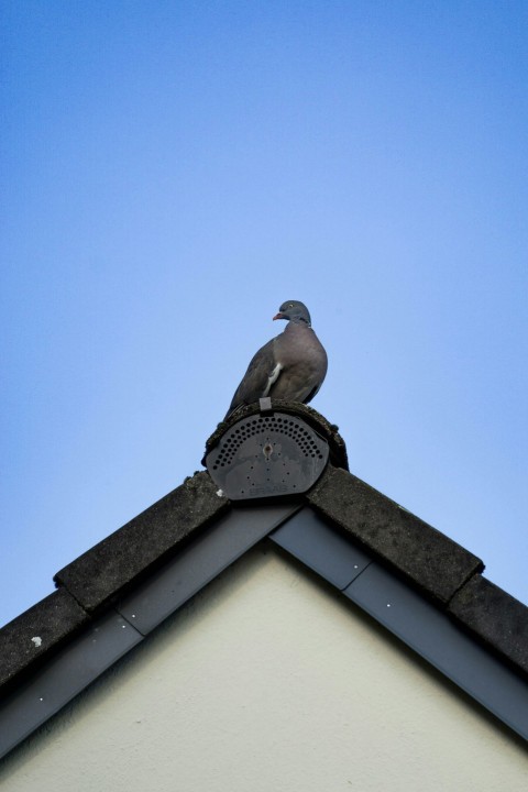 a pigeon sitting on top of a roof