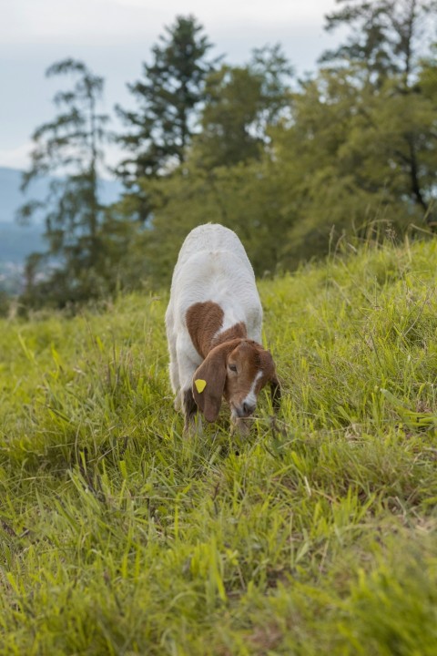 a brown and white cow standing on top of a lush green field