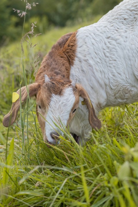 a brown and white cow eating grass in a field