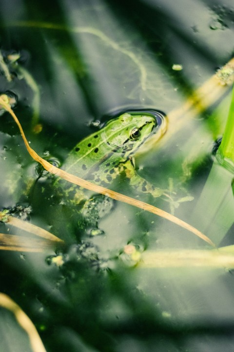 a frog that is sitting in the water