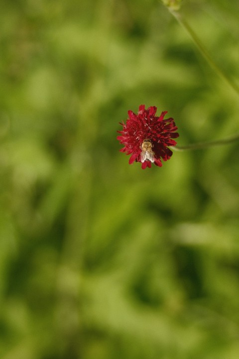 a red flower with a blurry background