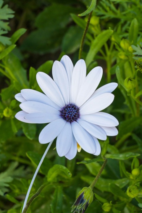 a white flower with a blue center surrounded by green leaves