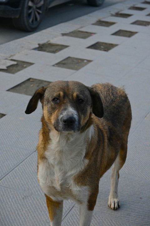 a brown and white dog standing on a sidewalk