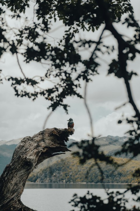 a bird perched on top of a tree next to a body of water