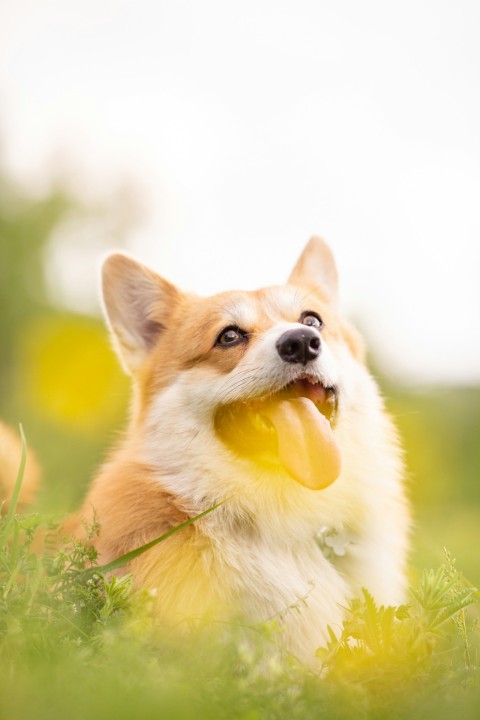 a dog laying in the grass with a frisbee in its mouth z