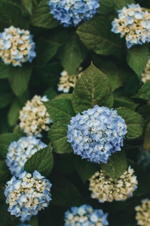 white and blue flower in close up photography